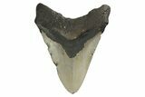 Fossil Megalodon Tooth - North Carolina #190883-1